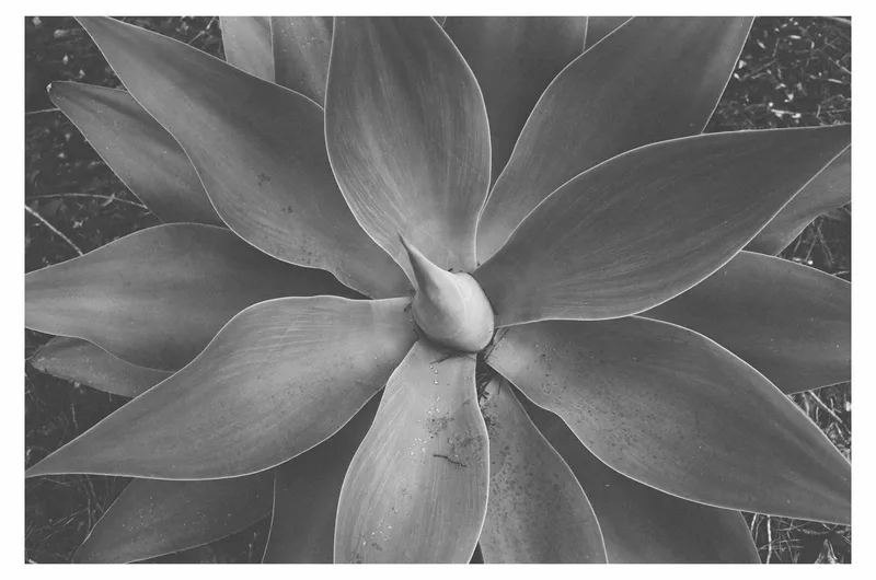 Exciter redux shot on Fujifilm Neopan Acros 100 with a Leica CL, developed at Black and White Box, by BadMonkey