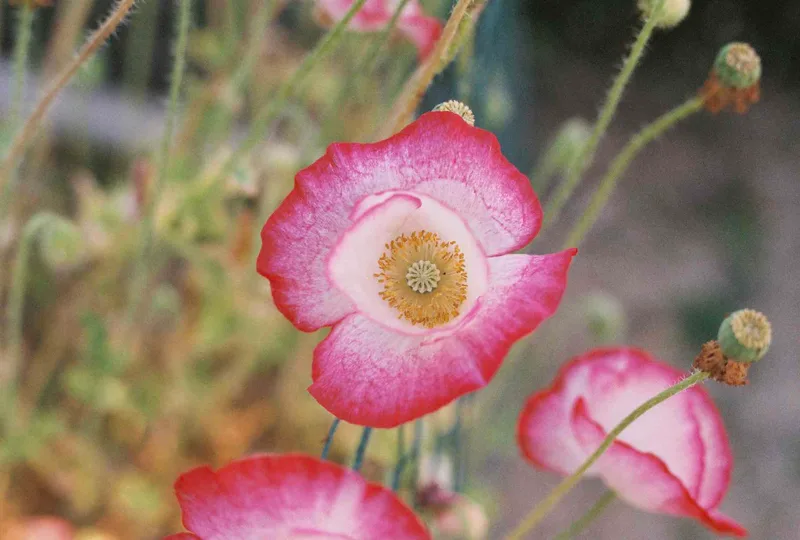 Poppies shot on Kodak UltraMax 400 with a Canon eos Rebel 2000, by Jolie