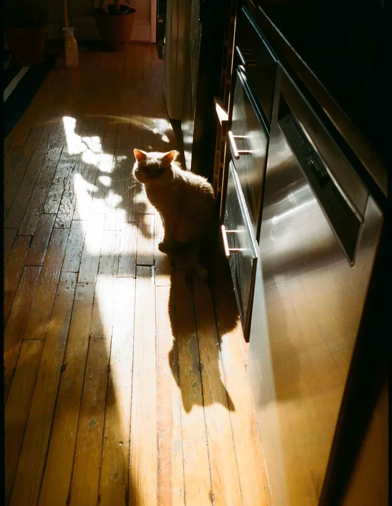 Nos-fur-atu shot on Kodak Portra 400 with a Olympus Pen EE-2, developed at Dominion Camera, by Lucy Mueller