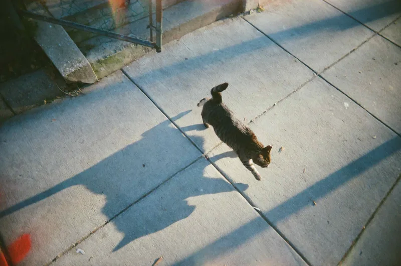 Big chongus shot on Fujifilm Superia X-TRA 400 with a Reto Ultra Wide & Slim, developed at Dominion Camera, by Lucy Mueller
