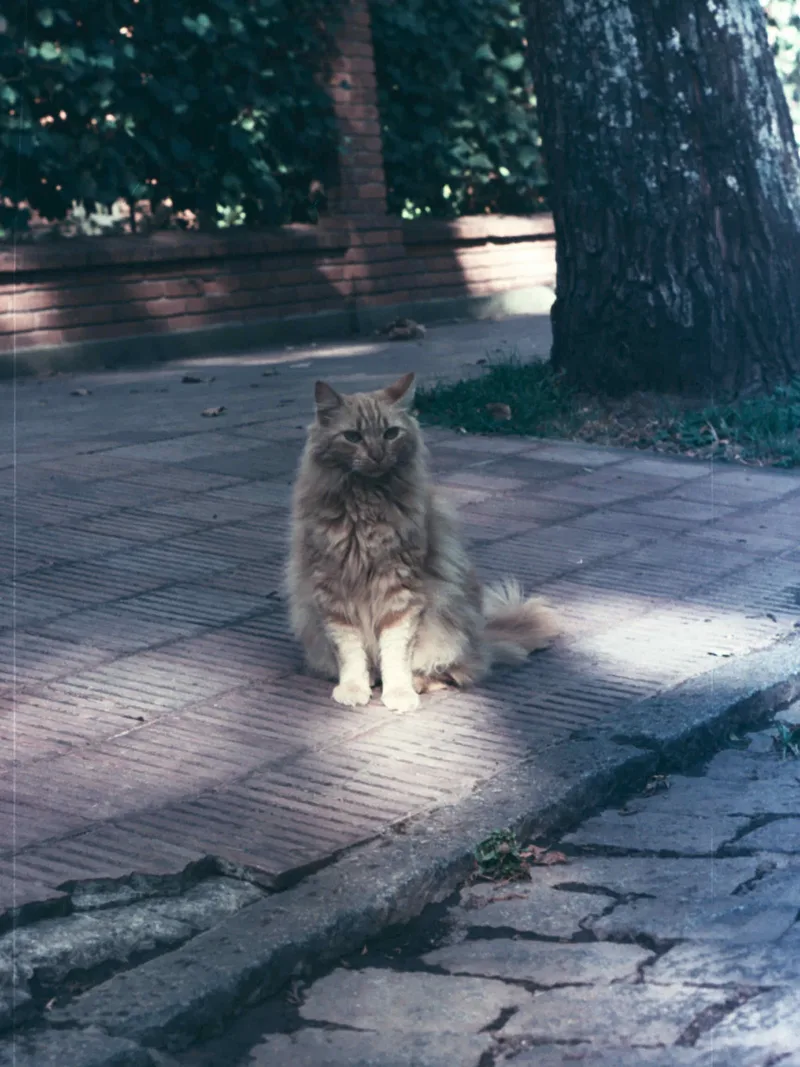 Film photo shot on Fujifilm Eterna 500T with a Pentax SP1000, by Nahuel