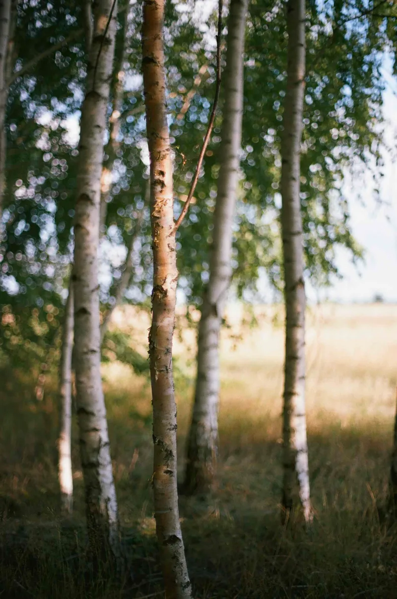 Trees shot on Kodak Portra 160 with a Pentax KM, by Jan