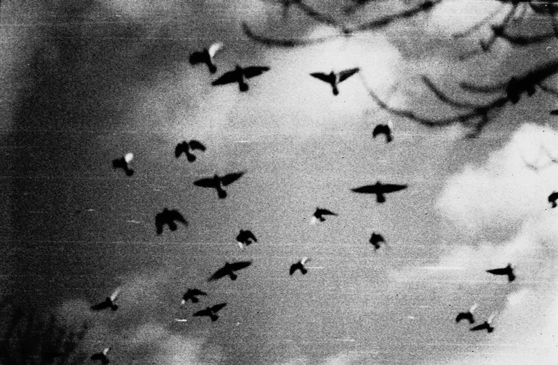 Flight shot on Ilford FP4 Plus 125 with a Praktica Super TL 1000, by Matt