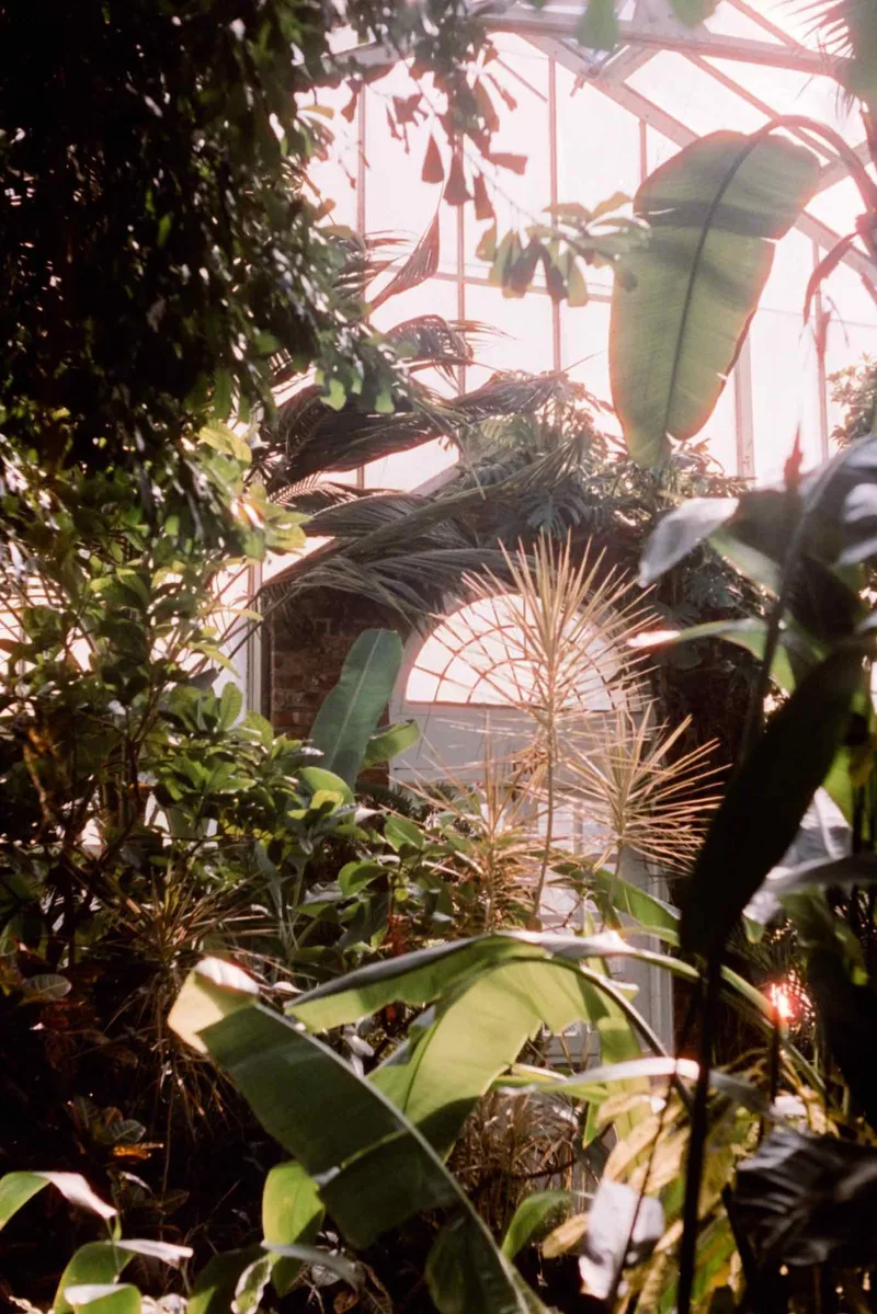 Film photo shot on Cinestill 800T with a Konica ZoomFX50, developed at Downtown Camera, by Brad Ball