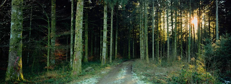 Forest lights shot on Kodak Vision3 500T with a Fuji TX-1, developed at Come Through Lab, by tarun