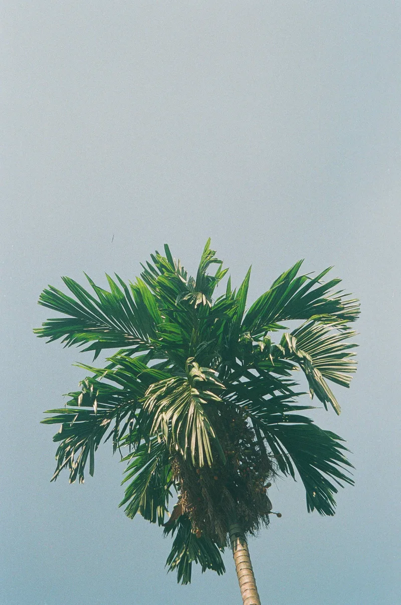 Tree shot on Perutz Primera 200 with a Nikon F80, developed at Bersoreria , by Moehammad Ridwan