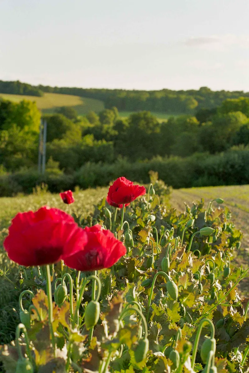 Poppy shot on Kodak Gold 200 with a Fuji STX-2, by Joe ladley