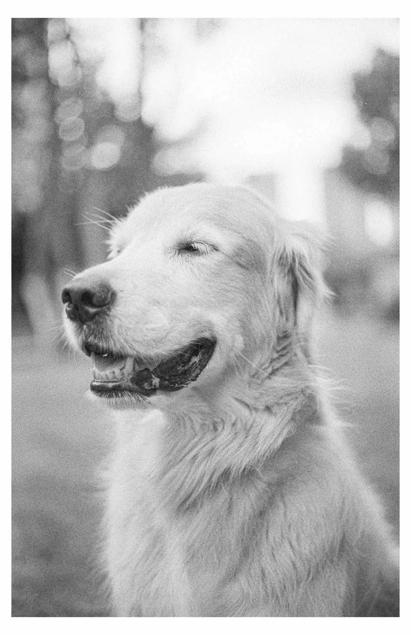 Hektor age 10 shot on Kodak Tri-X 400 with a Canon AE-1, developed at MIRALIGHT, by BadMonkey