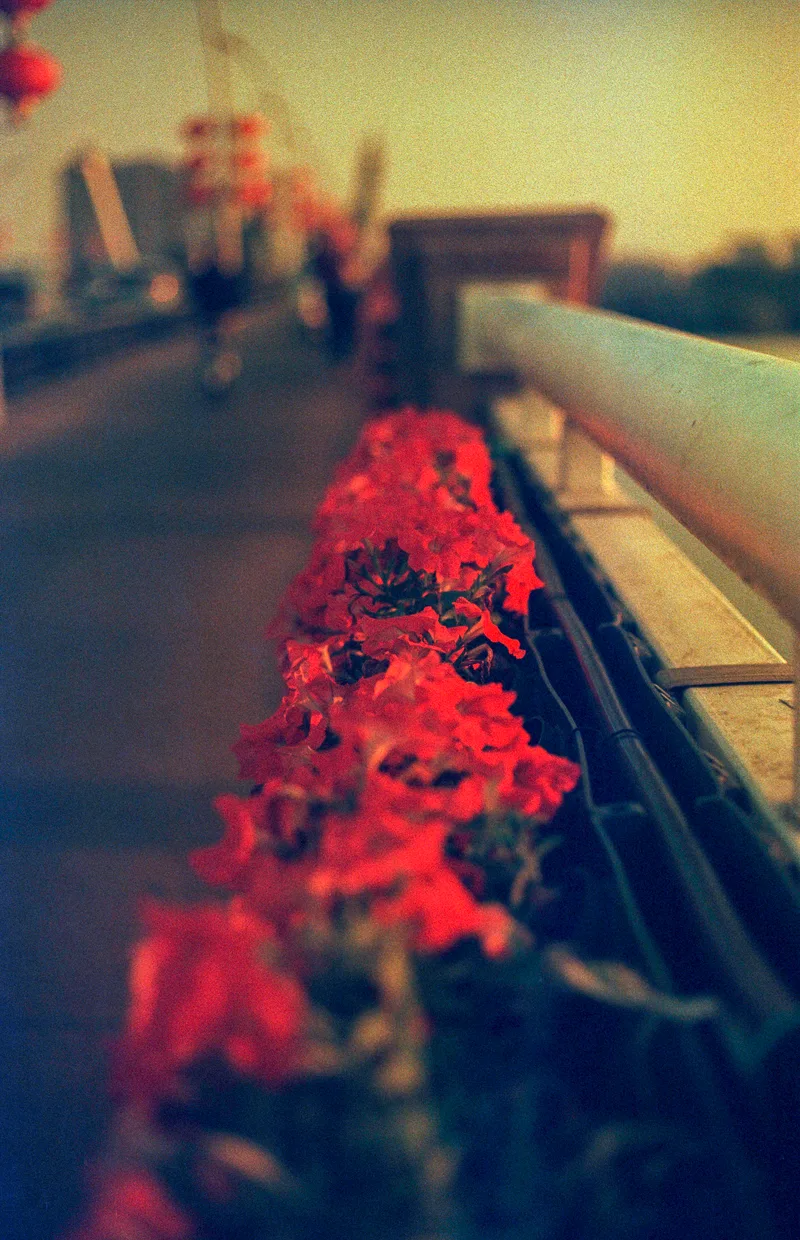 Bridge of Flowers shot on Kono! Original Moonstruck 200 with a Canon F-1n, developed at Moyo , by Darren Fielding