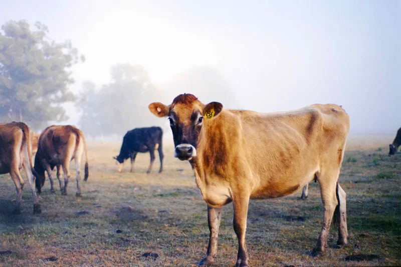 Cow shot on Kodak Portra 400 with a Nikon F801, developed at Home / Self-Developed, by Steve
