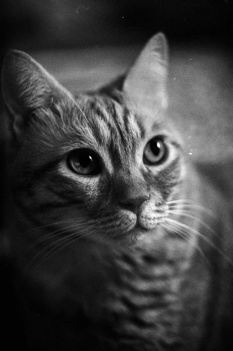 Ruru shot on Silberra Pan100 with a Zenit TTL, developed at Home / Self-Developed, by Kuortam