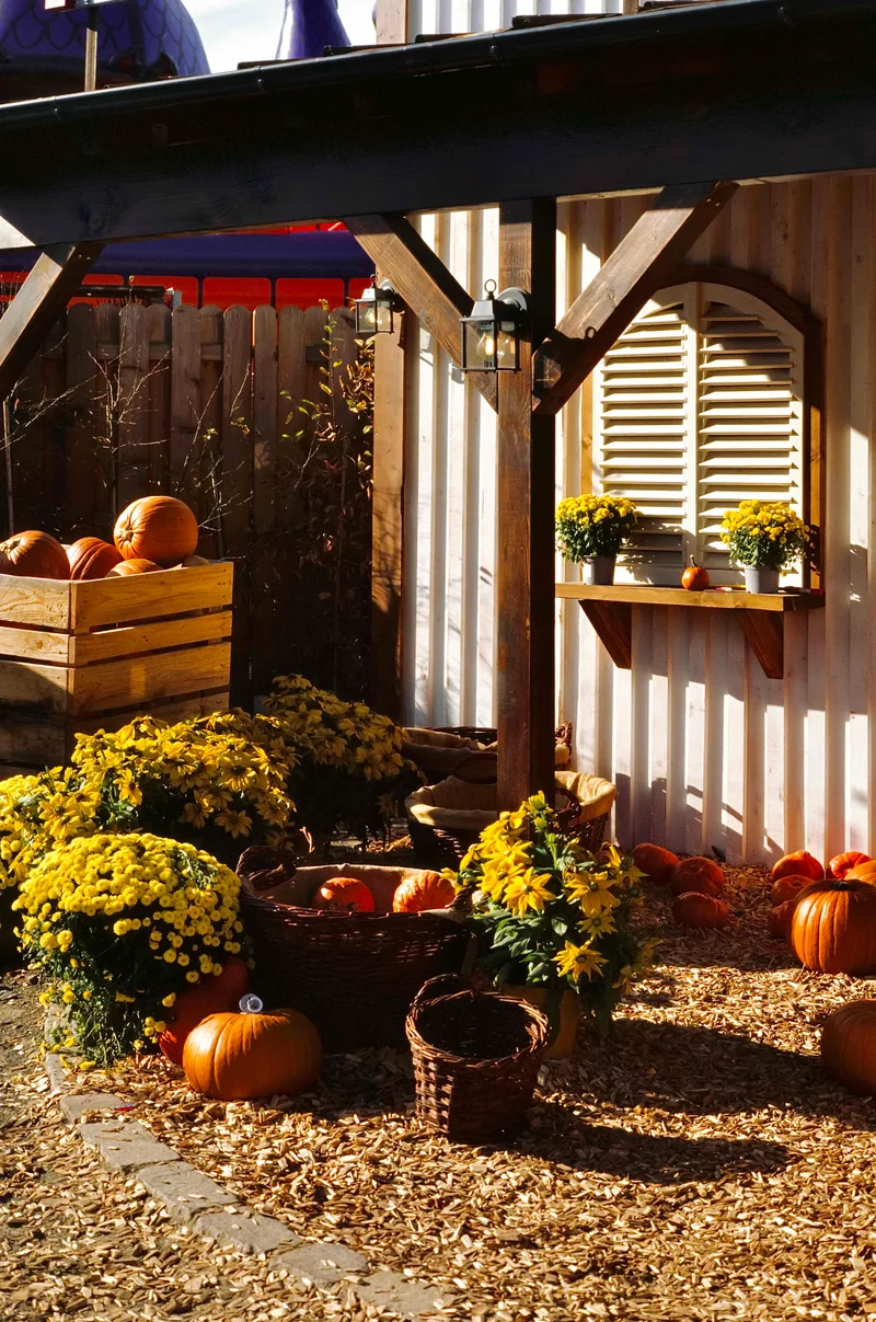 “Pumpkin anyone!?” shot on Kodak Ektachrome E100 with a Nikon F2, developed at Urbanfilmlab, by Gianluca Wille