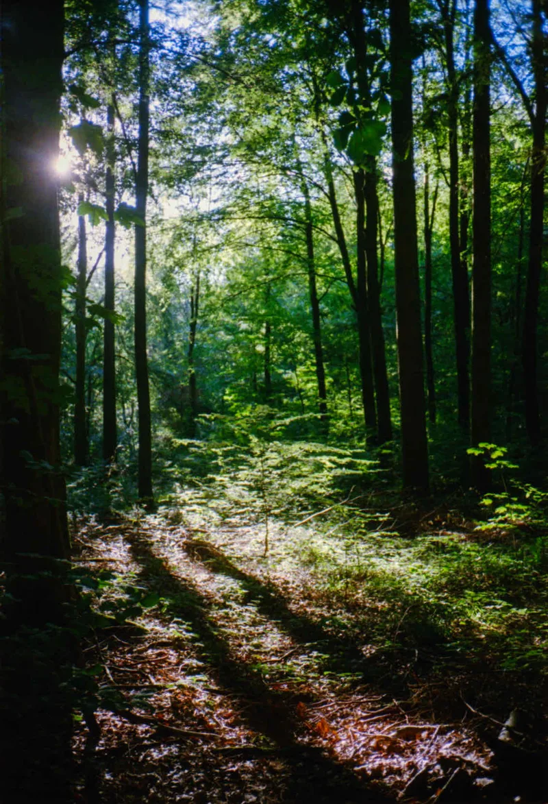 Film photo shot on Kodak UltraMax 400 with a Yashica T5, developed at DM Fotoparadies, by Frank