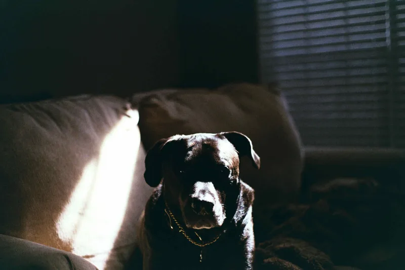 The dogfather shot on Fujifilm Superia X-TRA 400 with a Gaf L-CM, by Nolen