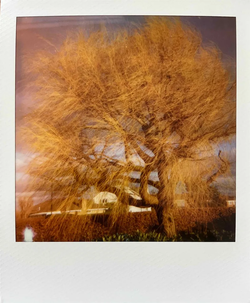Shimmering shot on Polaroid 600 with a Polaroid Impulse AF, developed at Instant Film, by MelvynJ