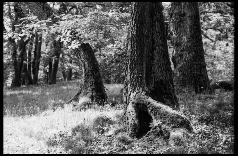 Film photo shot on Orwo Wolfen NP100 with a Nikon F3, developed at Home / Self-Developed, by Frank
