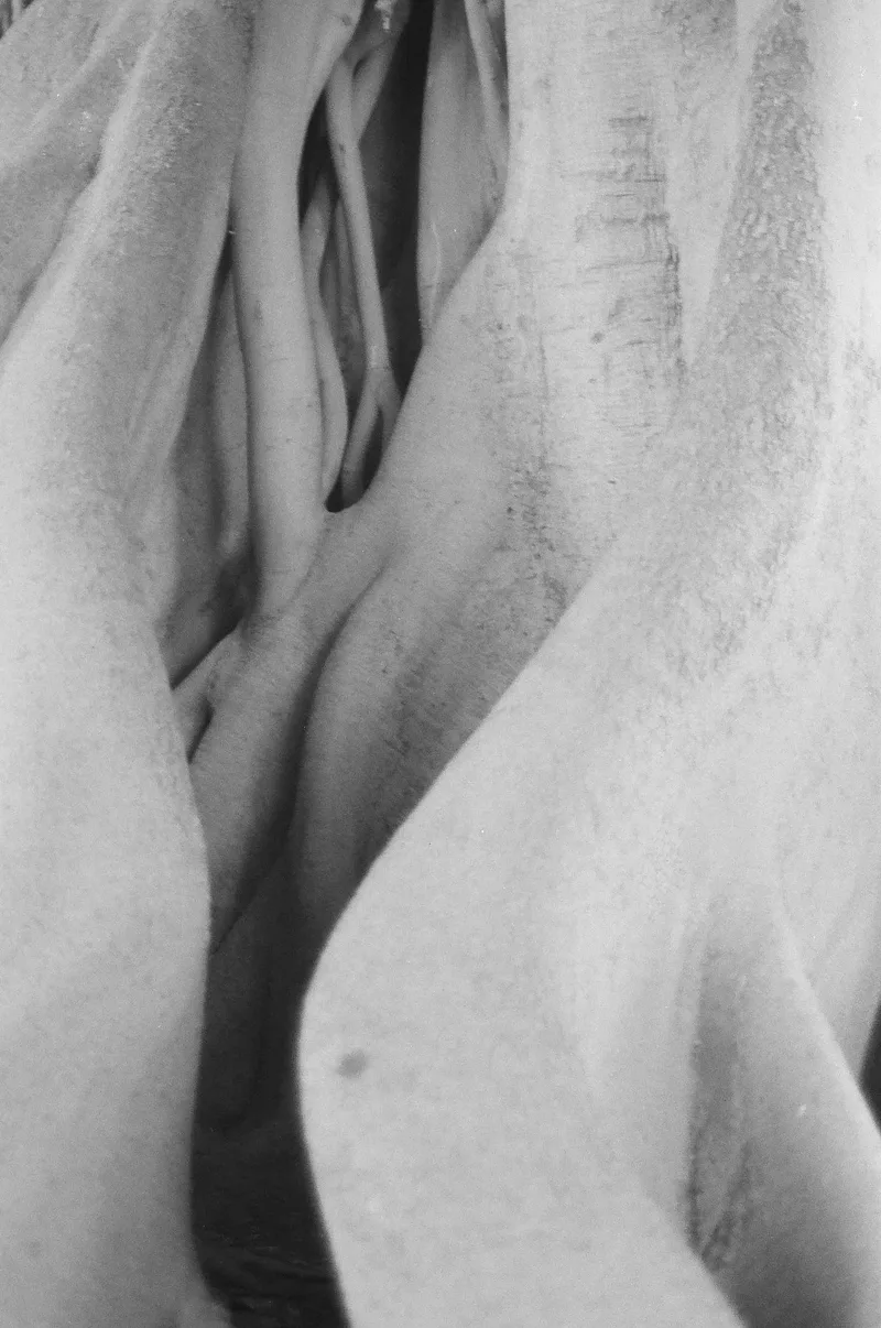 ficus shot on Ilford Kentmere Pan 100 with a Nikon FM2, developed at GrainLab, by bianca rati