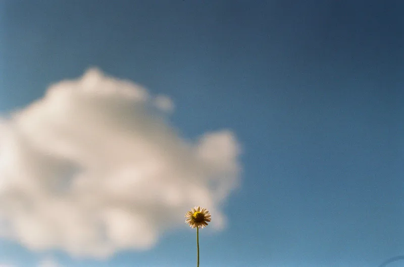 daisy shot on Kodak Proimage 100 with a Contax 139Q, by maksaj
