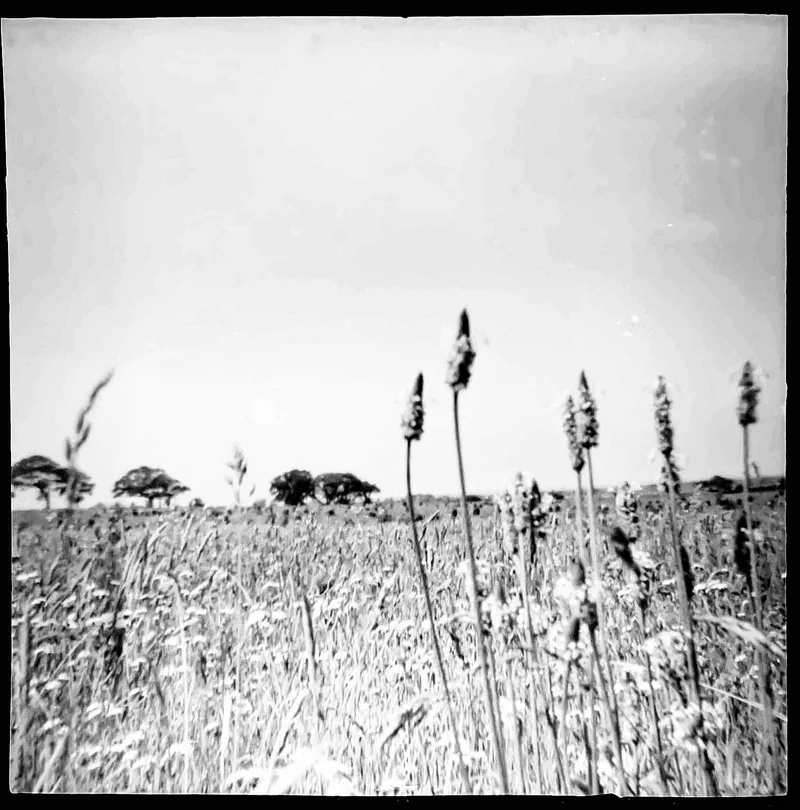 Wild Ken Hill (3) shot on Not Known 127? with a Coronet127 4x4, developed at Home / Self-Developed, by Tony Shelley
