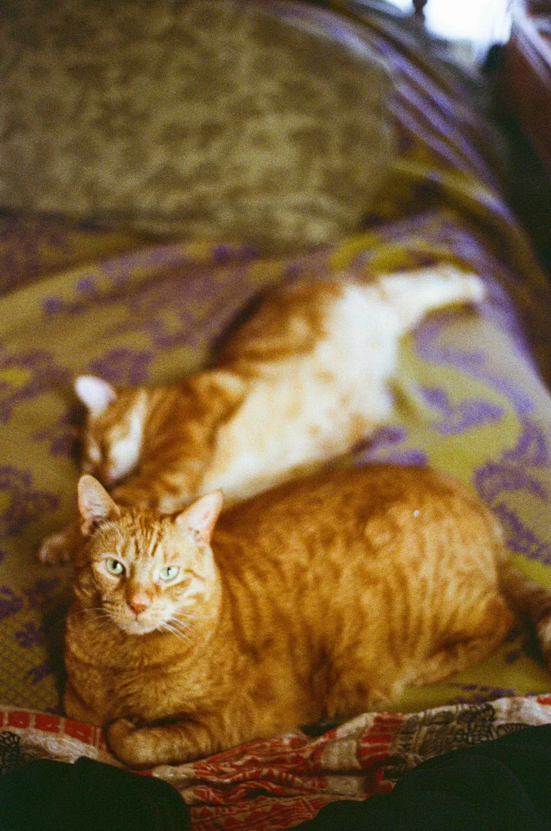 Two Oranges shot on Kodak UltraMax 400 with a Nikon F3, developed at Lumentation, by camael