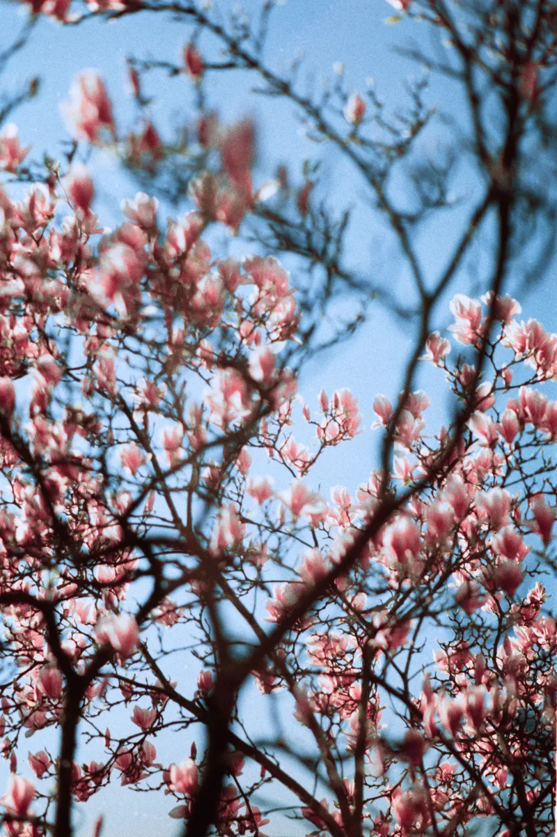 Magnolia shot on Kodak Gold 200 with a Minolta XD-7, by Hannes