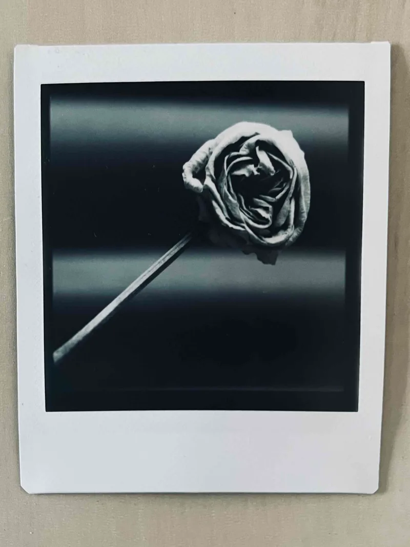 Withered Rose shot on Fujifilm Instax Mini Monochrome with a Hasselblad 503CW, by Simon Hollins