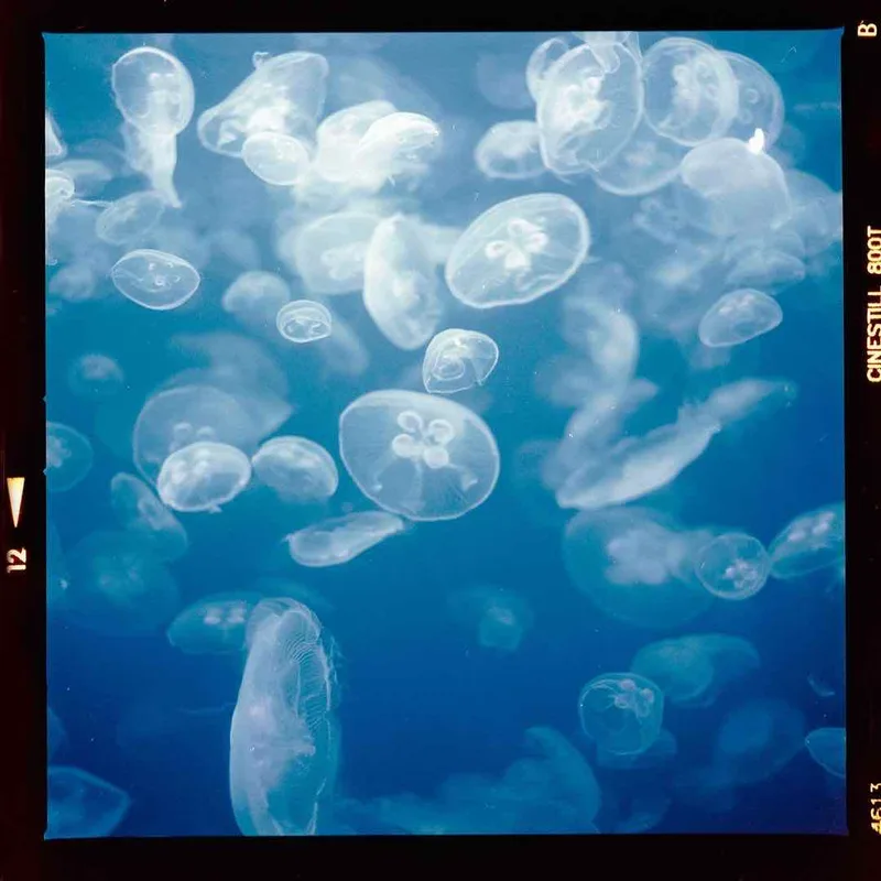 Ocean dreams shot on Cinestill 800T with a Hasselblad 500C/M, developed at Home / Self-Developed, by Robert Luxun