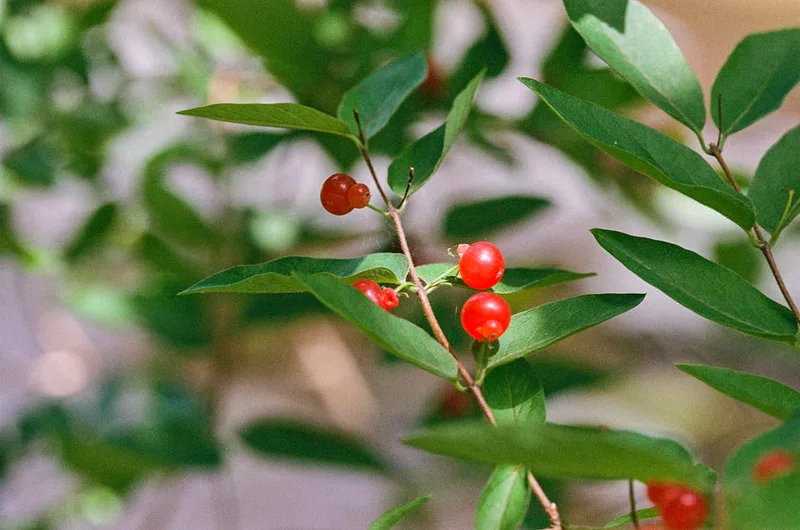 Film photo shot on Fujifilm Superia X-TRA 400 with a Canon EOS T2, by SB