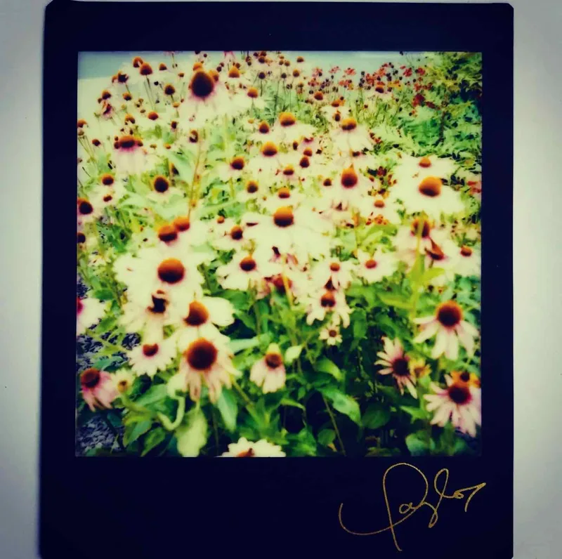 City Flower Bed shot on Fuji Instax Square with a Fujifilm Instax Square QQ6, developed at Home / Self-Developed, by Tony Shelley