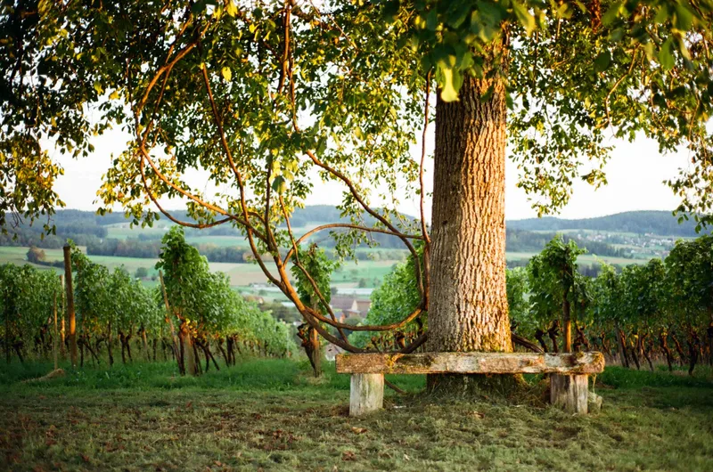 light shine on the leaves shot on Kodak Portra 400 with a Minolta SR-T 303, developed at Fotoservice Rüedi, by Aderin