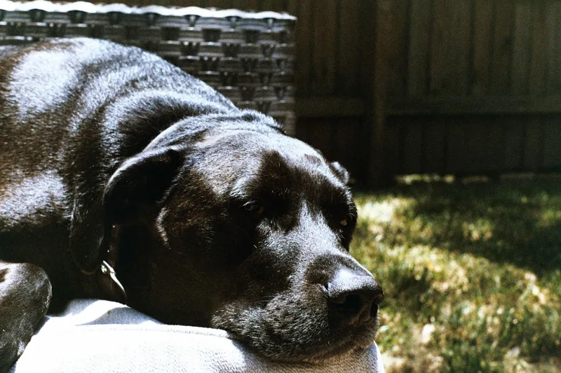 Dakota shot on Fujifilm Superia X-TRA 400 with a Gaf L-CM, by Nolen