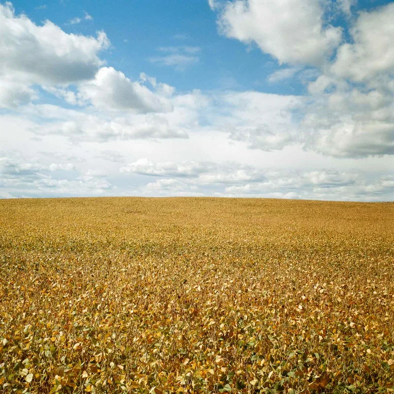 Film photo shot on Kodak Gold 200 with a Rolleiflex 3.5E, developed at Process One, by Ryan