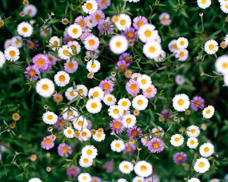 Daisies shot on Fujifilm NPS 160 with a Mamiya RZ67 Pro I, developed at Xano Lab, by MartimOnlyFriends