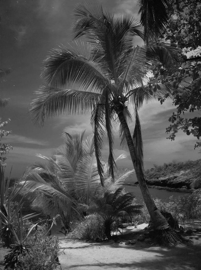 IR-Palm shot on Ilford SFX 200 with a Fuji GW680III, developed at Home / Self-Developed, by PatrickT