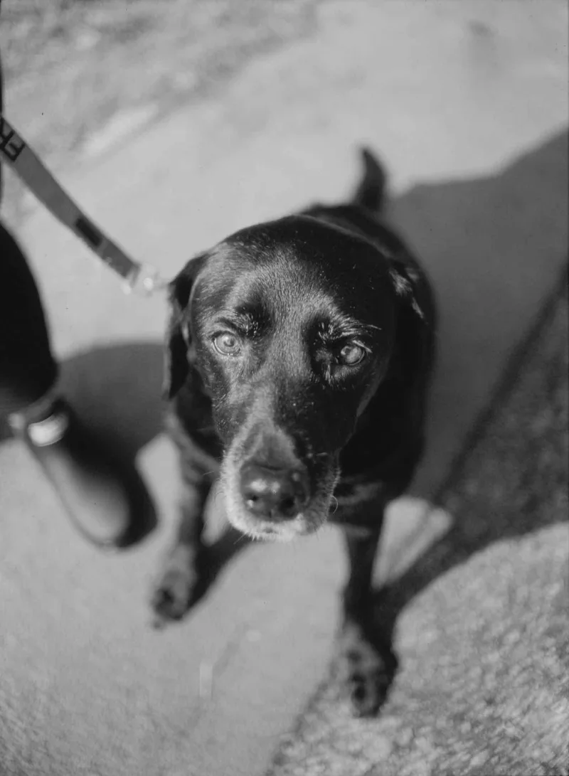 B&W reversal shot on Adox Scala 50 with a Nikon FM2n, developed at Home / Self-Developed, by Joe Copley