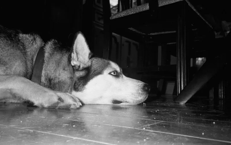 skye shot on Kodak Tri-X 400 with a Kyocera TScope, developed at Home / Self-Developed, by Eric Wefald - Huang
