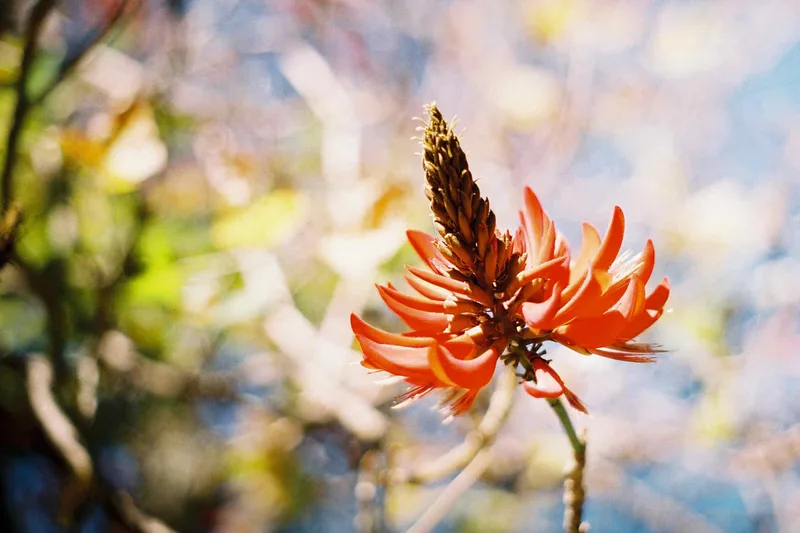 Red Flower shot on Primera 200 with a Pentax SV-1, by Matt