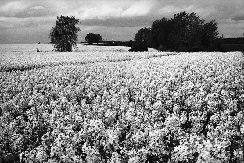 Film photo shot on Adox HR-50 with a Nikon F2, developed at Home / Self-Developed, by rafaln70