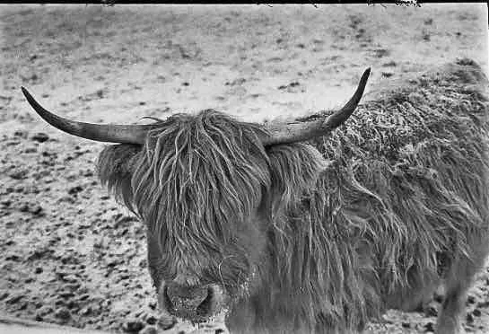 Highland in the snow shot on Ilford HP5 Plus 400 with a Nikon F4s, developed at Home / Self-Developed, by Justin Kruse