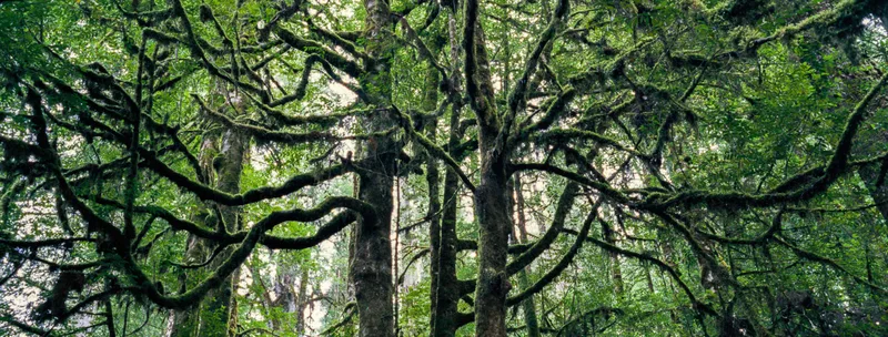 RAINFOREST SPRAWL, MOUNT FIELD NATIONAL PARK, TASMANIA shot on Fujifilm Provia 400X with a Hasselblad Xpan, developed at Home / Self-Developed, by Will Camp