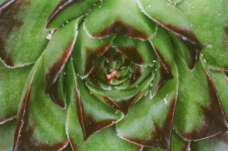 Macro plant shot on Kodak Portra 400 with a Yashica Dental-Eye, developed at Express Photo Livonia, by Garrett Cline