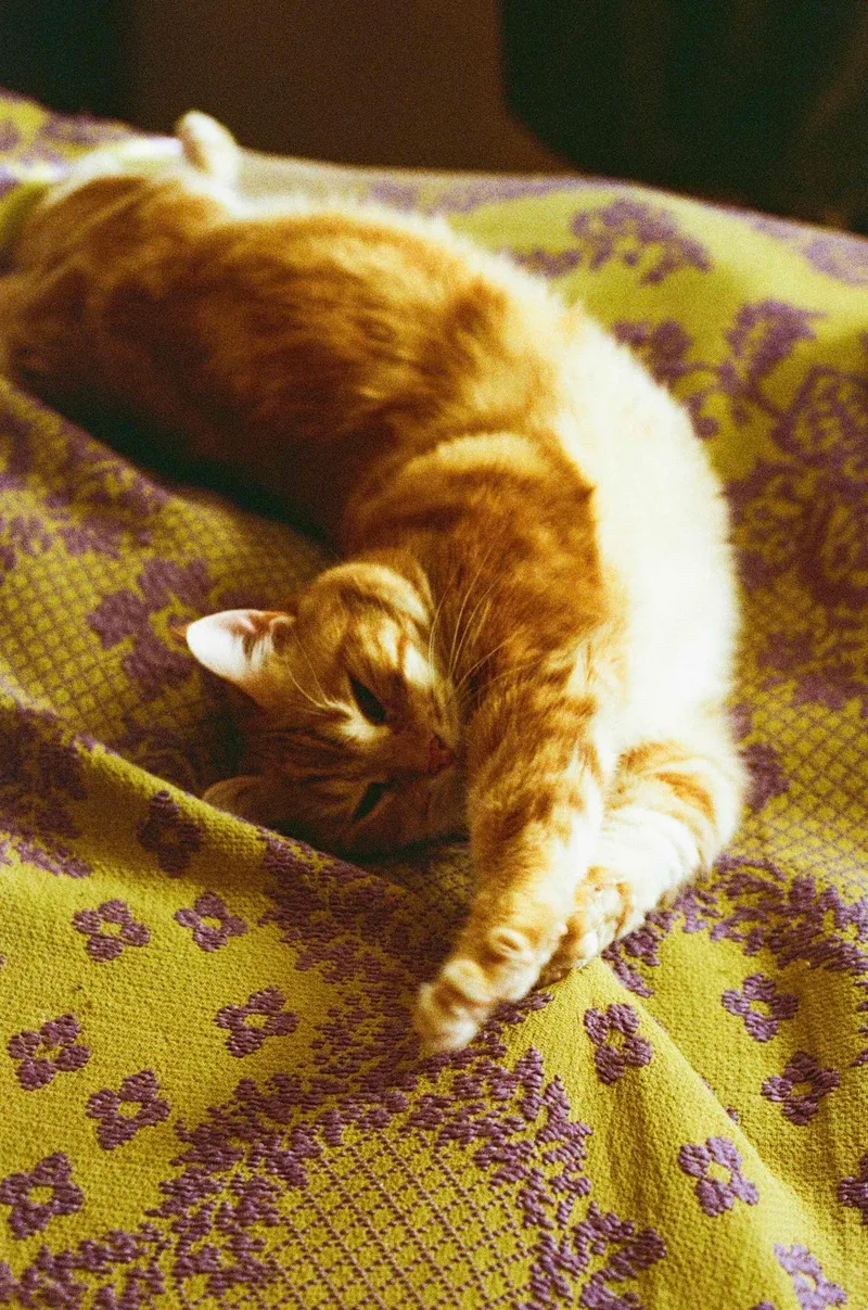 Film photo shot on Kodak UltraMax 400 with a Nikon F3, developed at Lumentation, by camael