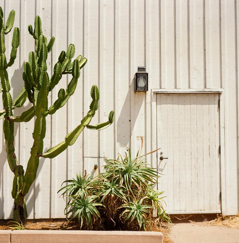 Old Town cactus shot on Kodak Gold 200 with a Agfa Isolette II, developed at Bill’s Camera, by Clint