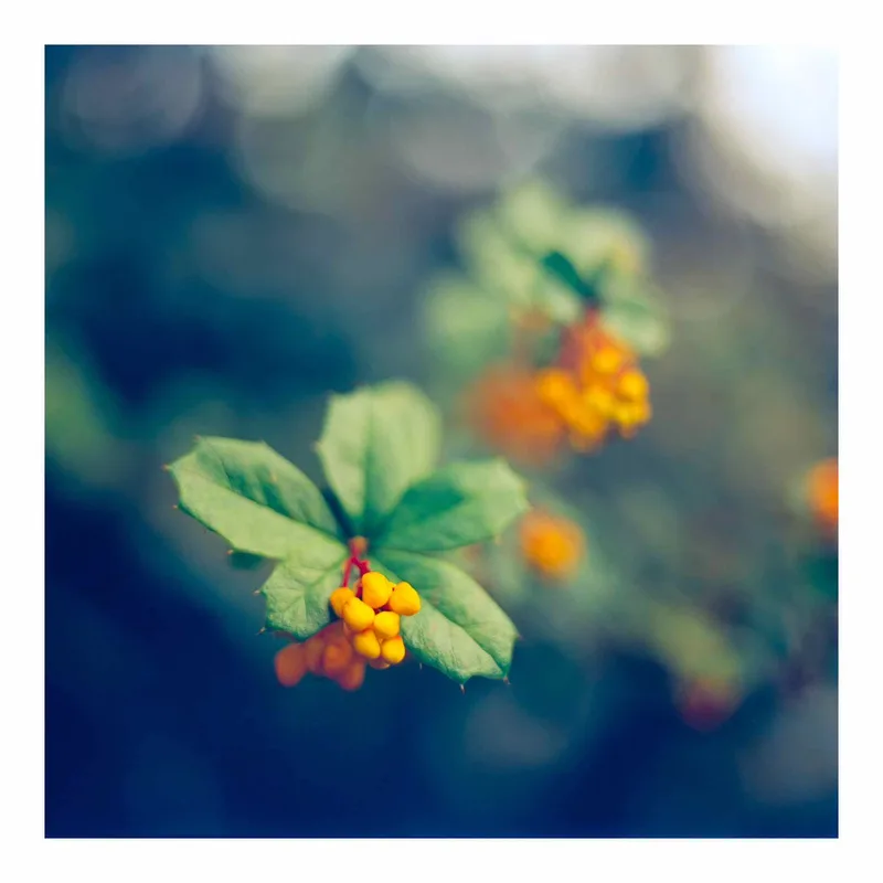 Film photo shot on Kono! Delight Art 100 with a Rolleiflex SL66, developed at Home / Self-Developed, by Alex