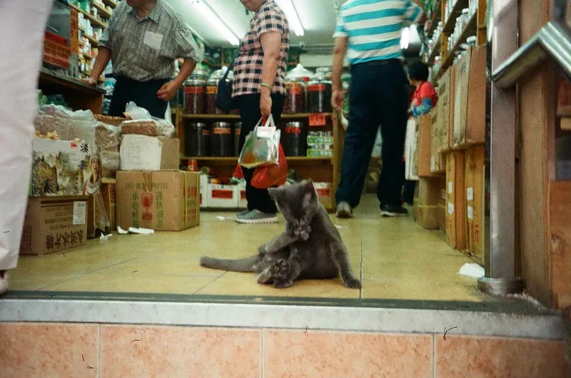 Gatito in Chinatown, NYC shot on Lomography CN 400 with a Olympus Stylus 120, by Sheena She