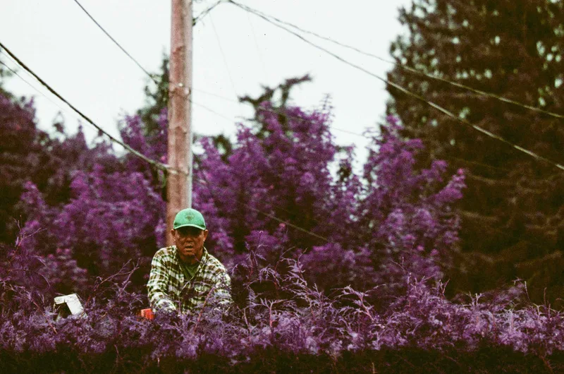The Gardener shot on Lomography LomoChrome Purple 100 with a Nikon F3 HP, developed at Moon Photo, by Aaron Yost