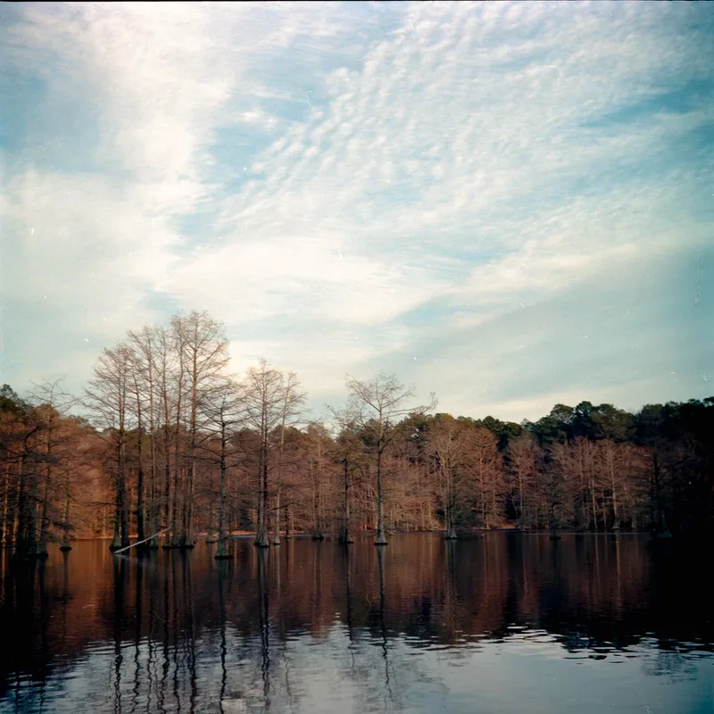 Bald Cypress Trees II shot on Kodak Ektar 100 with a Yashica A, developed at Camera’s Etc., by Ken