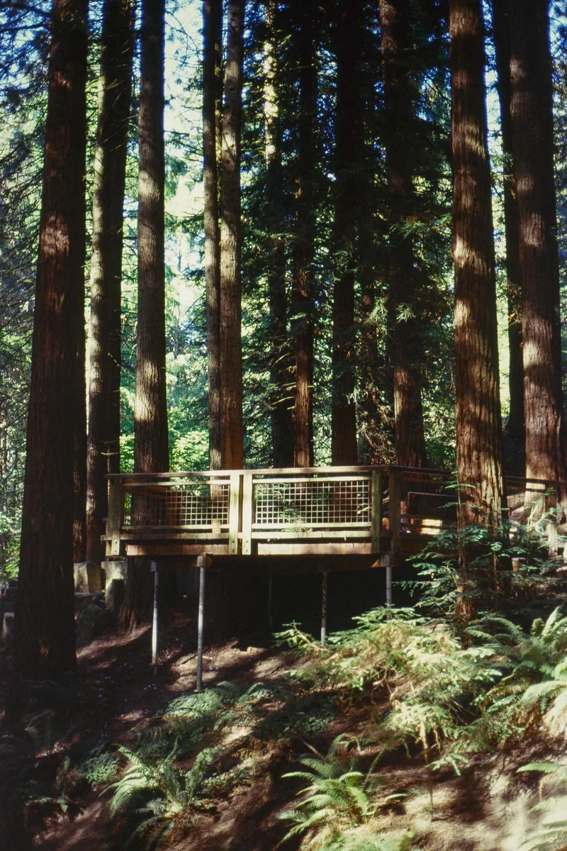 Hanging in the redwoods shot on Kodak Elite Chrome 100 with a Canon 7, by Tyler