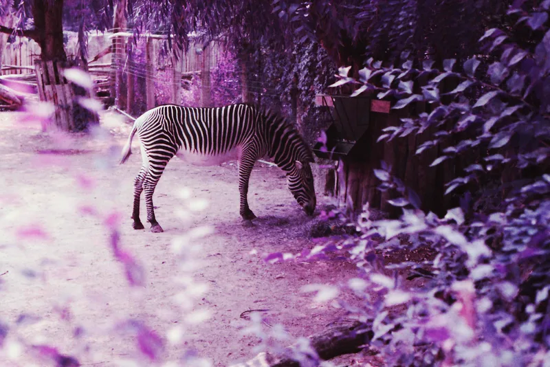 Zebra shot on Lomography LomoChrome Purple 100 with a Minolta XE-7, by Ryan Clay