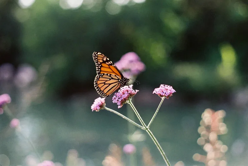 Backlit butterfly shot on Fujifilm Pro 400H with a Olympus OM-10, developed at Indie Film Lab, by Shane
